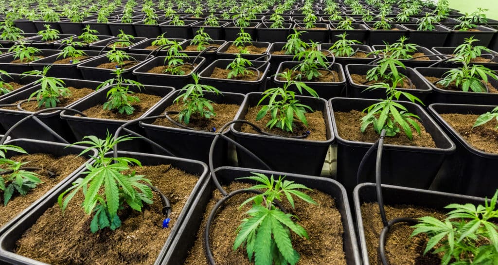 Cannabis